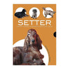 SETTER